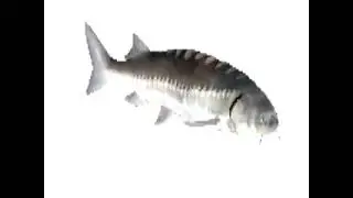 fish spinning for two minutes and forty-nine second