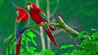 Full mind Relief Relaxing music for Deep Sleep in a minute Meditation no copyright