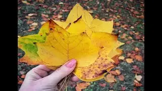 PODZIM 🍁Pečený čaj, Taneční v roušce, Podzimní lupínky🍁