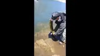 Pike Sardinia