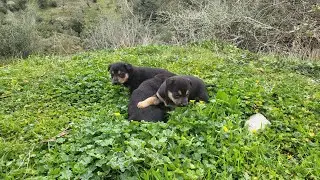 cachorros con 30 días Mix bodeguero x pastor alemán #bodeguero #pastoralemán