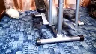 Джомашние питомцы