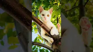 cat lovers / cat photoshoot. #phtographytricks #photographyideas #beforeandafter #behindthescenes