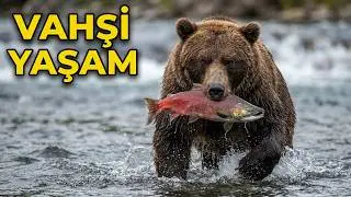 THE LIFE OF WILD BEARS!! A SHORT DOCUMENTARY