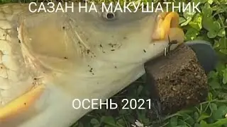 Сазан на макушатник. С женой на рыбалку осень 2021