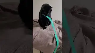 Everything went from cute to naughty in a minute flat