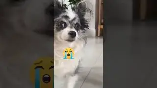 Magic pets ❤️уходят с Ютуба😭😱😲