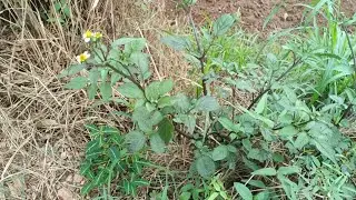 Edagala Elizibukula Enseke N'Okunyweeza Omwagalwa Kozesa Ssere
