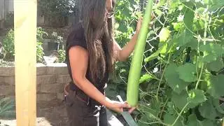 Bottle Gourd from trellis to table - Opo Squash