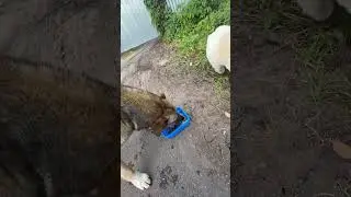 Лимон-жиган пришел брюхо набить😋😉