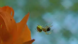 хищник на огоньке
