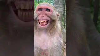 monkeys are laughing ll Funny laughing #monkey #viral #video#short#reels#trending