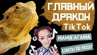ТИК ТОК ЗВЕЗДА АГАМА МАМА О СОДЕРЖАНИИ БОРОДАТОЙ АГАМЫ