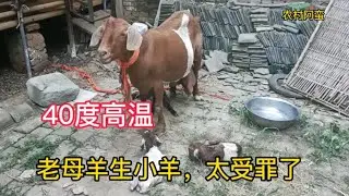 老母羊生小羊赶到了最热的天，幸好主人留心，不然一个都活不成
