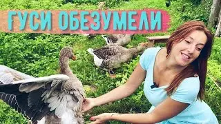 Обосрали платье, покусали пальцы: Гусь Петр и его гусята жадно едят салат