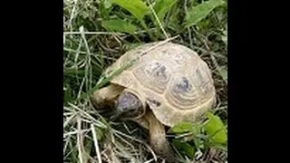 Уход за сухопутной черепахой. Прогулка на даче. Часть III