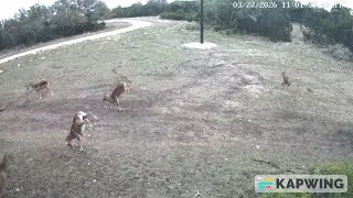 Jump jump jump around