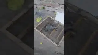 Mis pajaros 2020 ATR captura en cuartetera