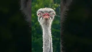 Fear Of Birds! #comedy #shortsfeed #funny
