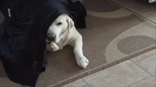 Мисси совсем ку-ку!