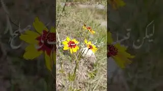 Jamat ki Ehmiyat #shortsvideo #gilgit #shortvideo #love