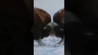 Titans of the Tundra