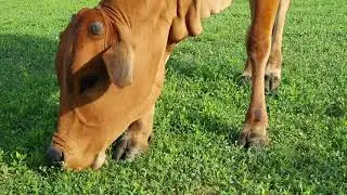 Brown Cow Eating Grass