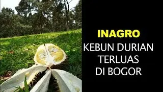 INAGRO KEBUN DURIAN TERLUAS DI BOGOR