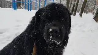 Знакомьтесь, это мы - мой пёс ньюф и я , его хозяйка😊