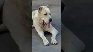 Алабай