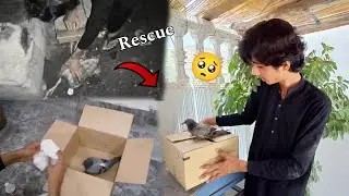 Jungle Kabootar ke Baby Ko Rescue ker liya 🚨| Rescue ker ke Ghar Le Aaye 🥺
