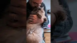 🌺😽🐱🫡🤍 #котики мои любимки