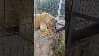 Мишка БЛОНДИНЧИК свеж как АПЕЛЬСИНЧИК) Парк львов Тайган 
