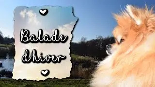 BALADE D'HIVER ┆ Spitz nain