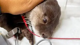 [Original Video] UI Underwent Tumor Removal Surgery