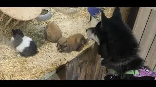 Husky im Zoogeschäft 💙 | 🐺 Husky Goraidh 🐾