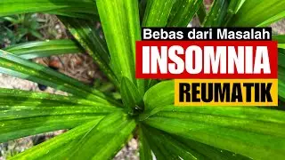 PANDAN‼️Bebaskan Dari Insomnia⁉️Bukan Hanya Wangi Tapi Kaya Manfaaat