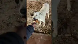 This Dog is a LEGEND🤣