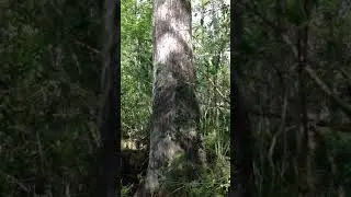 Landmark Cypress Trees at Corkscrew