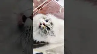 Blue Eyes Cat 😍