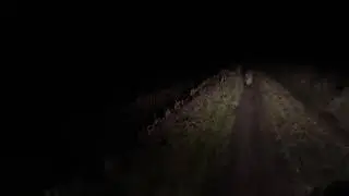 Кабан бегун
