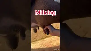 Milking l dr Umar khan
