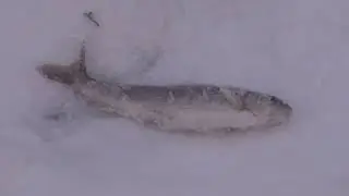 Рыбалка где найдёшь где потеряешь