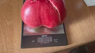Томат 🍅 помидор сорт БАТЮШКИ ОГРОМНОГО РАЗМЕРА. 23 июля 2024 г.