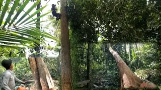 penebangan Kayu Durian Merah Milik Pak Wardana 20.5 Inchi || Chinsaw Sthill.
