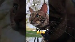 #бенгал #cat #бенгальскаякошка #кот #котики #котик #kitten #кошка #preppy
