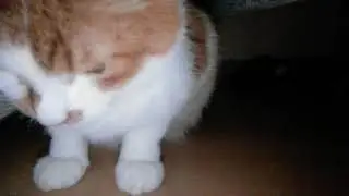 Прикольчики от нашей семьи