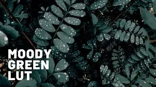 Moody green lut pack | colour grading with luts on mobile ( VN video editor ) #moodygrams