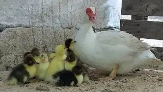 Переселение утят. Сколько их???