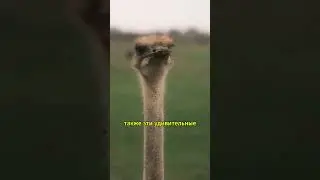 Всё о Страусах: Факты, Которые Вы Должны Знать! #животные #animals #факты#shorts  #шортс